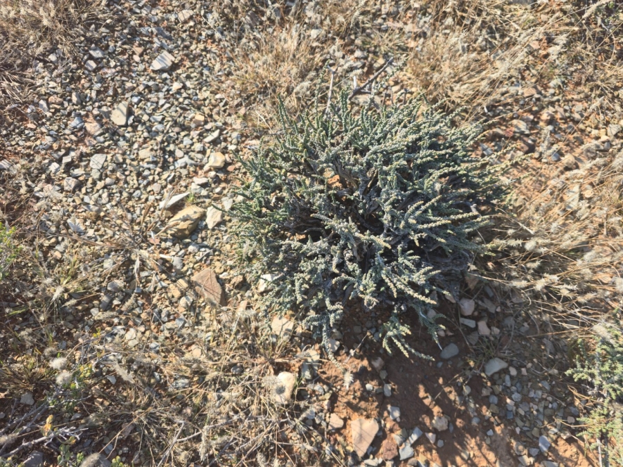 Commercial Property for Sale in Carnarvon Rural Northern Cape